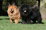 CHOW CHOW 606